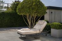 Lezak Milano latte/terre 2026